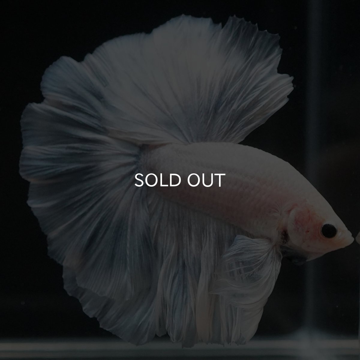 画像5: HM ホワイトファンシー (5)