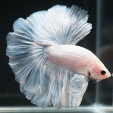 画像5: HM　ホワイトファンシー (5)