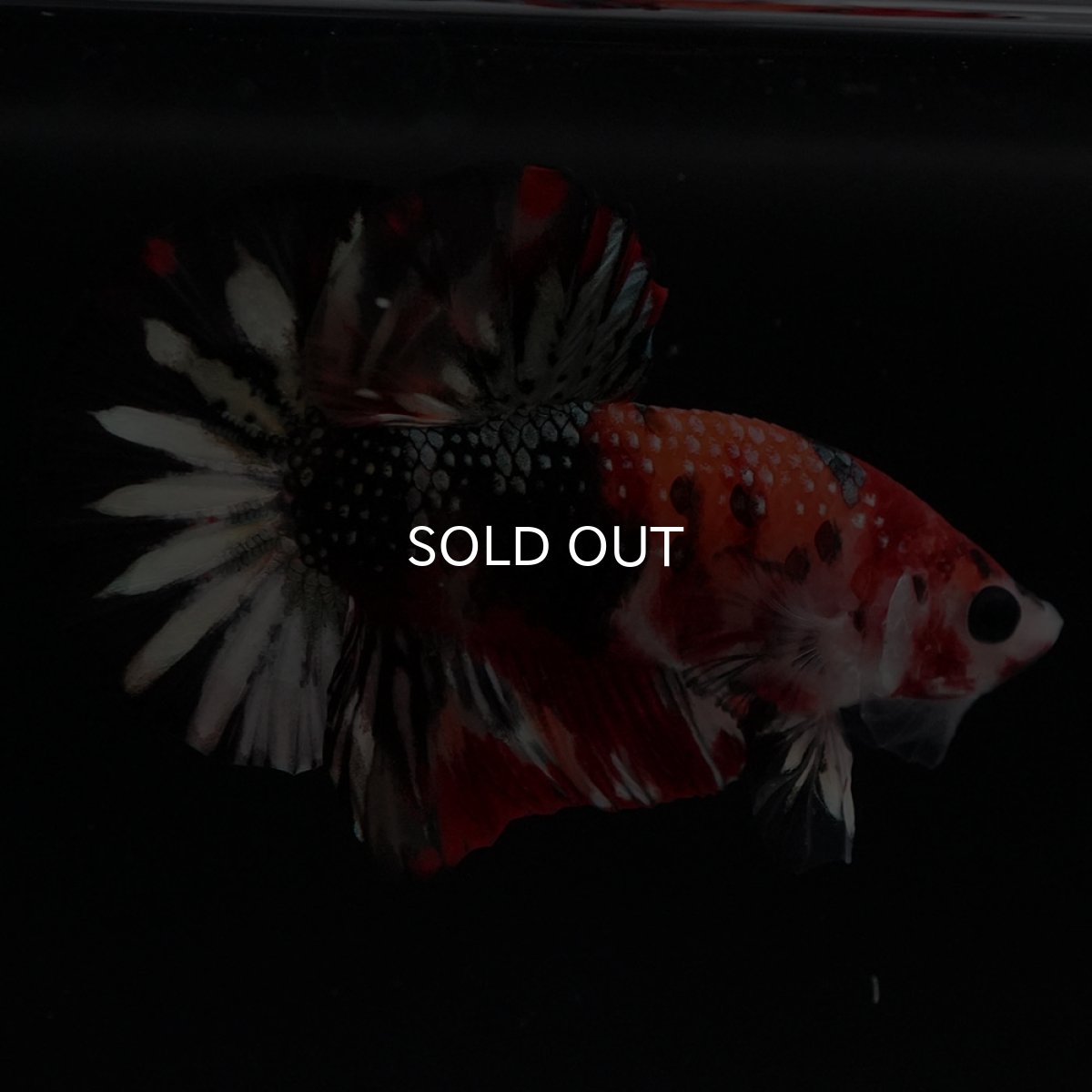 画像7: HMPK キャンディカッパー (7)