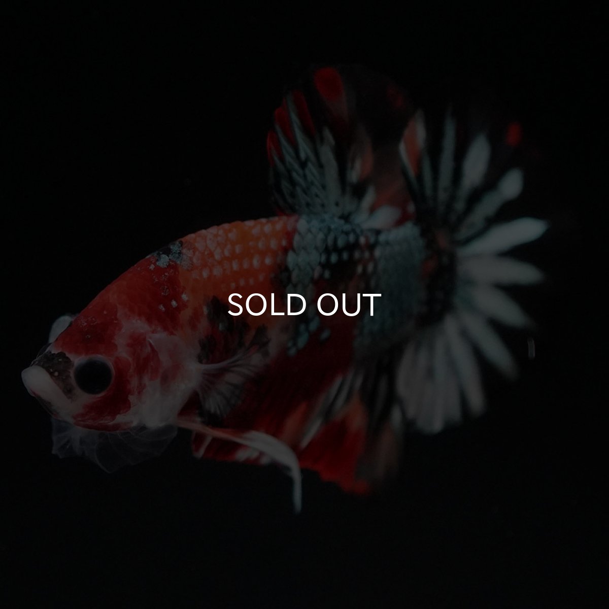 画像4: HMPK キャンディカッパー (4)