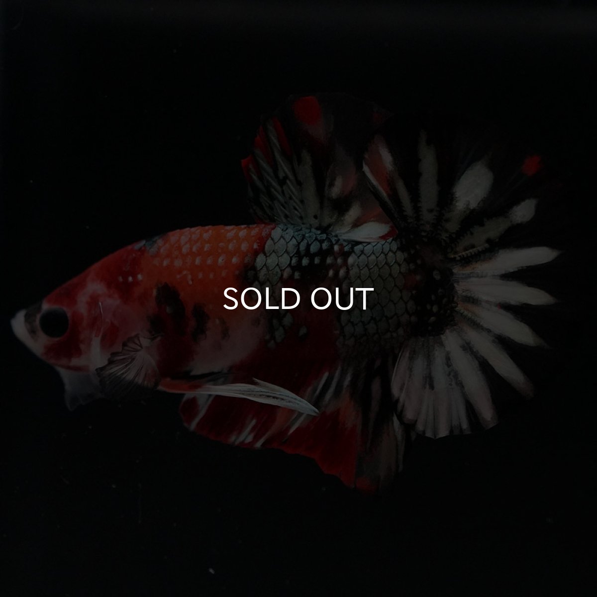 画像6: HMPK キャンディカッパー (6)