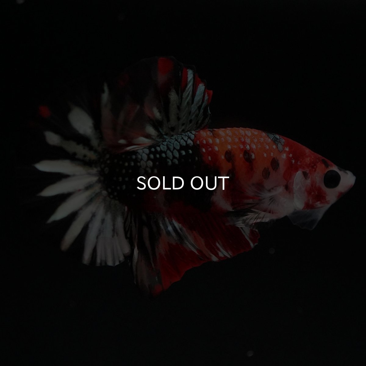 画像5: HMPK キャンディカッパー (5)