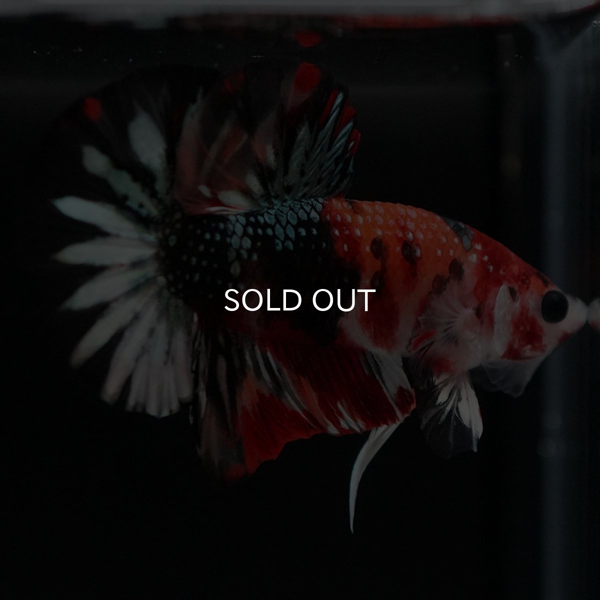 画像3: HMPK キャンディカッパー (3)