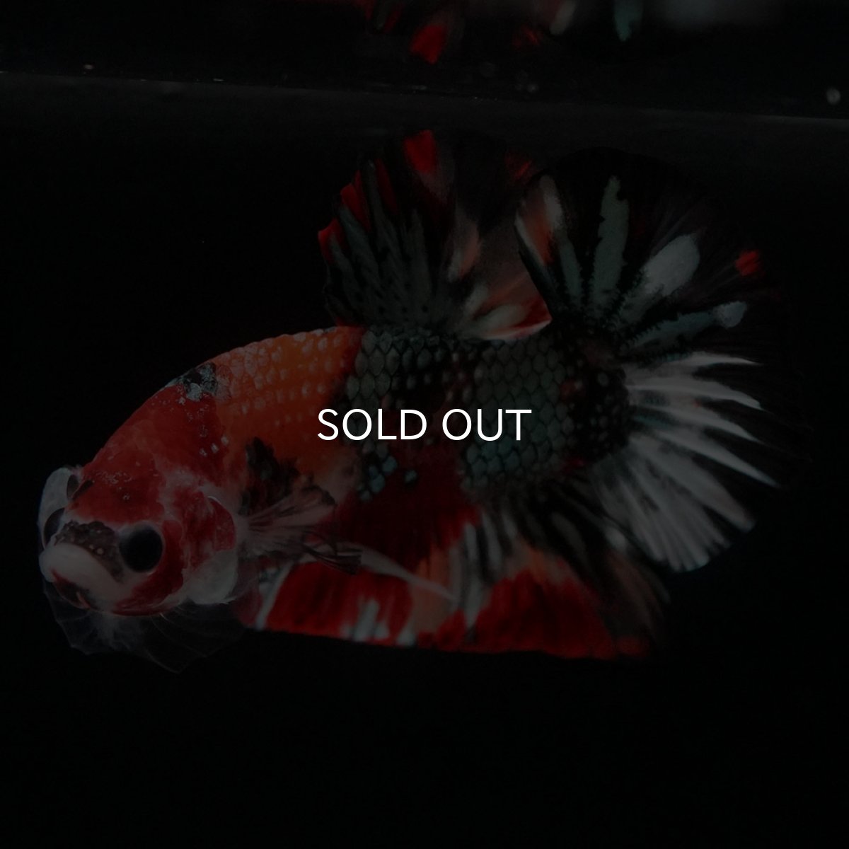 画像2: HMPK キャンディカッパー (2)