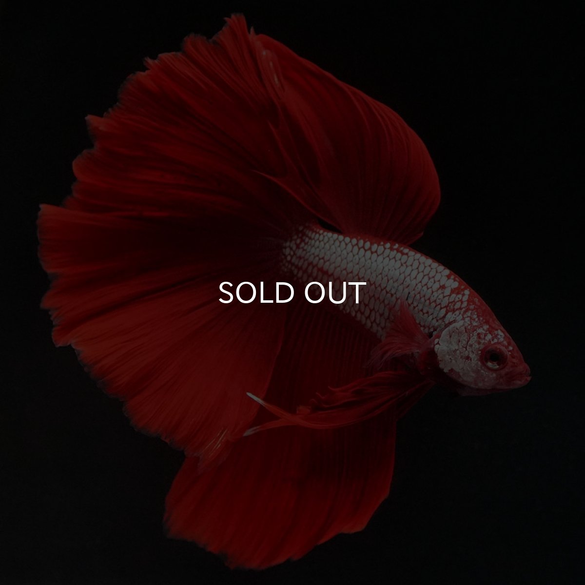 画像4: HM レッドドラゴン (4)