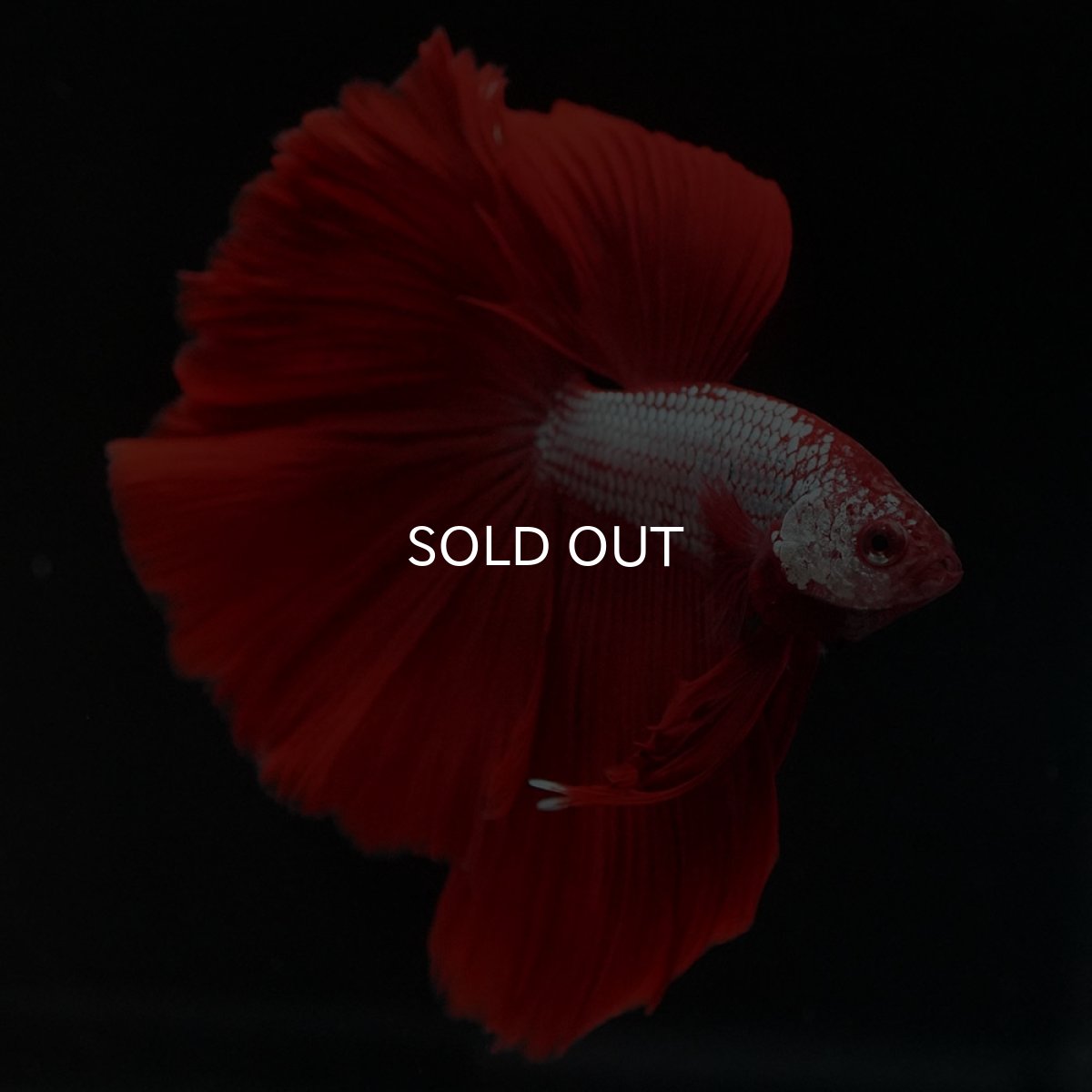 画像7: HM レッドドラゴン (7)