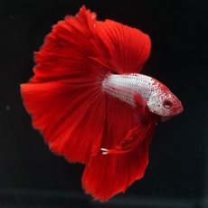 画像7: HM　レッドドラゴン (7)