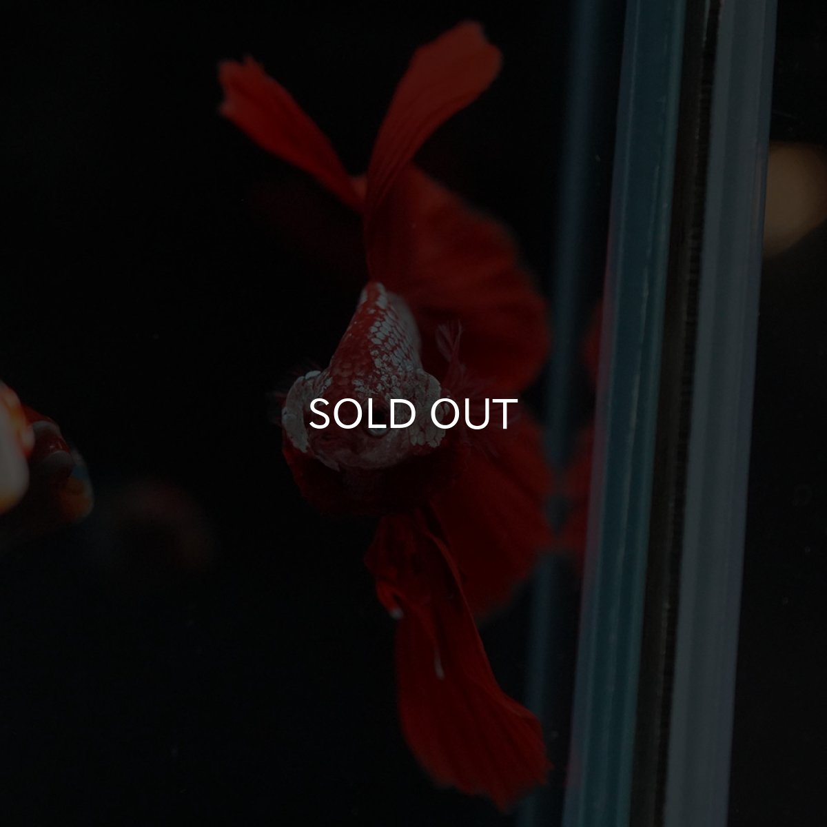 画像3: HM レッドドラゴン (3)