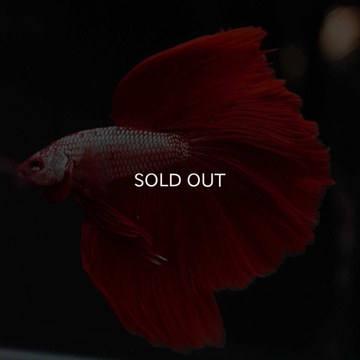 画像10: HM レッドドラゴン (10)