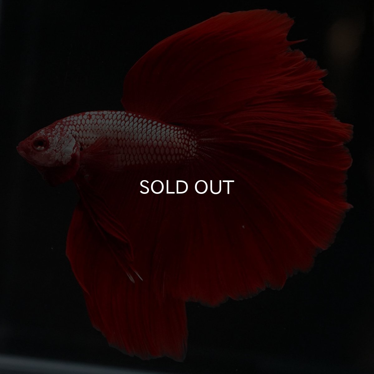 画像5: HM レッドドラゴン (5)