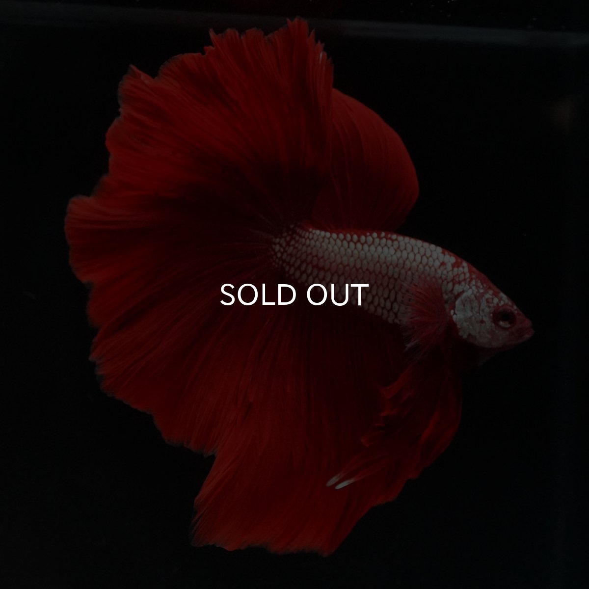 画像11: HM レッドドラゴン (11)