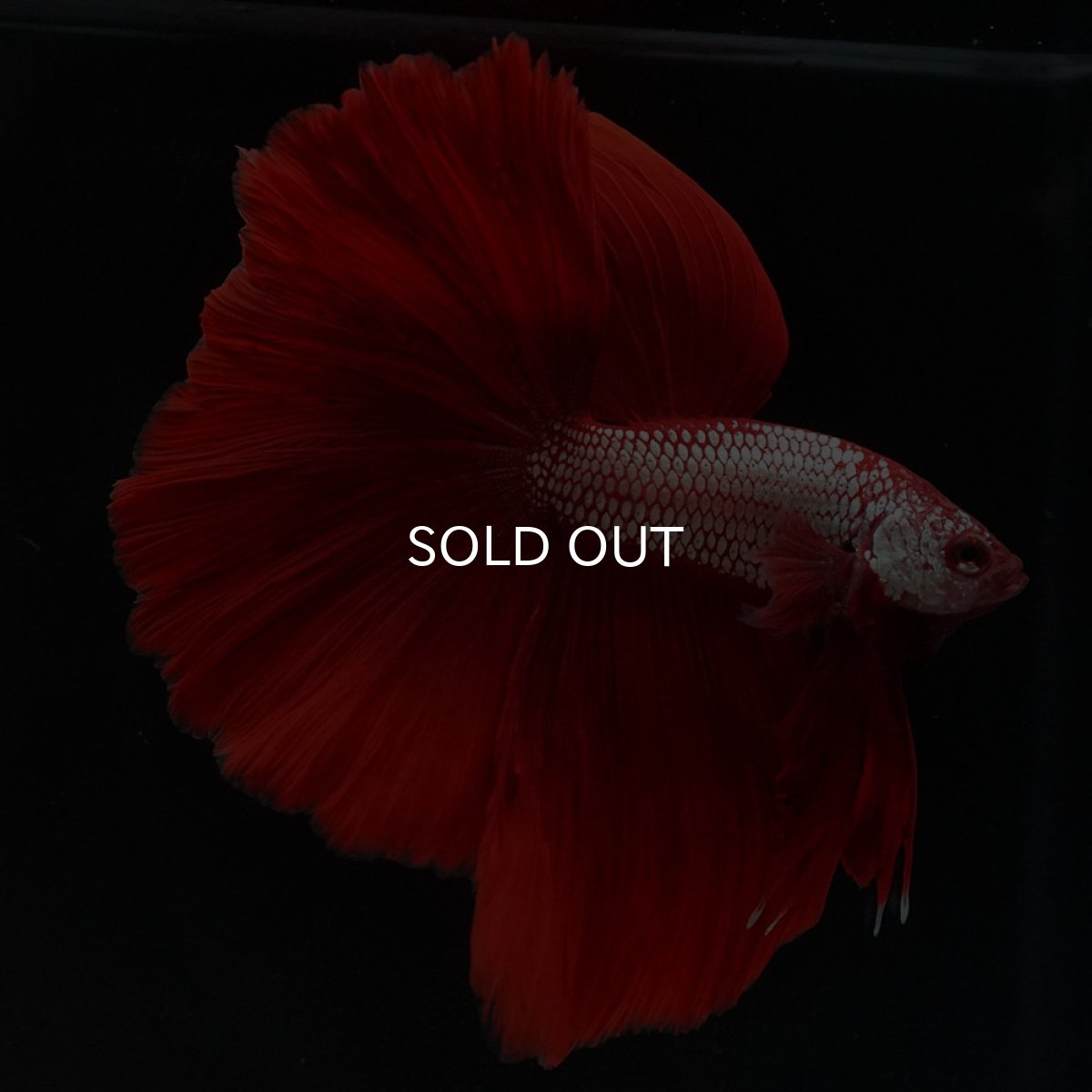 画像9: HM レッドドラゴン (9)