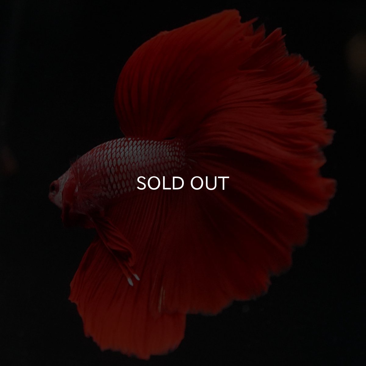 画像8: HM レッドドラゴン (8)