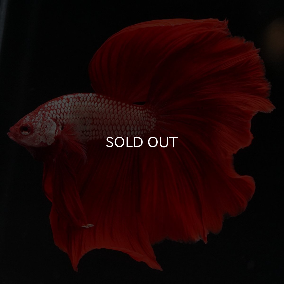 画像6: HM レッドドラゴン (6)