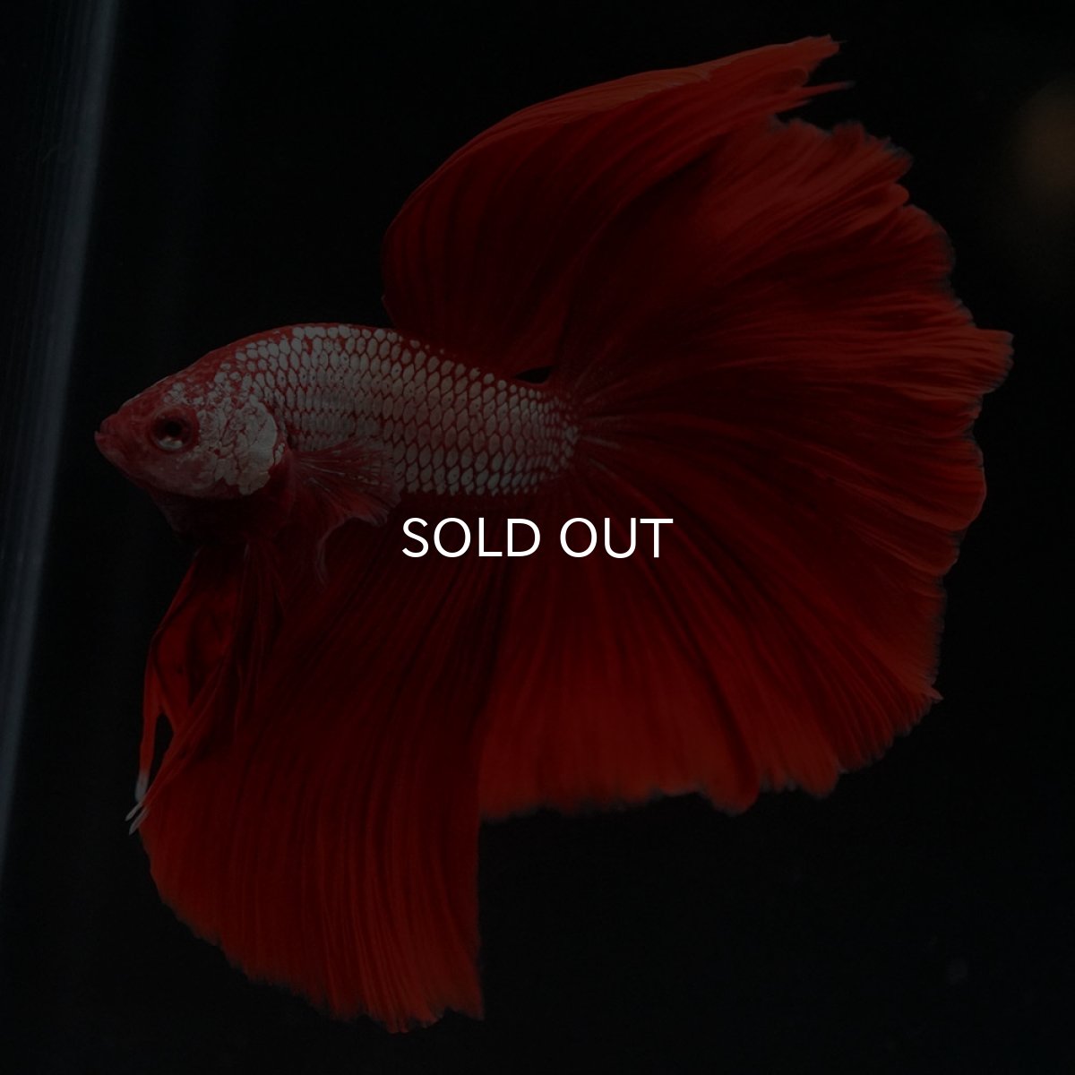 画像2: HM レッドドラゴン (2)