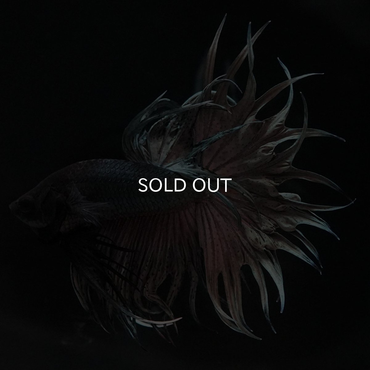 画像3: KCT カッパー (3)