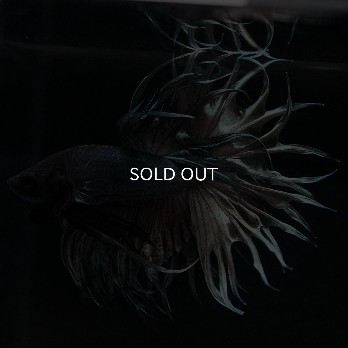 画像5: KCT カッパー (5)