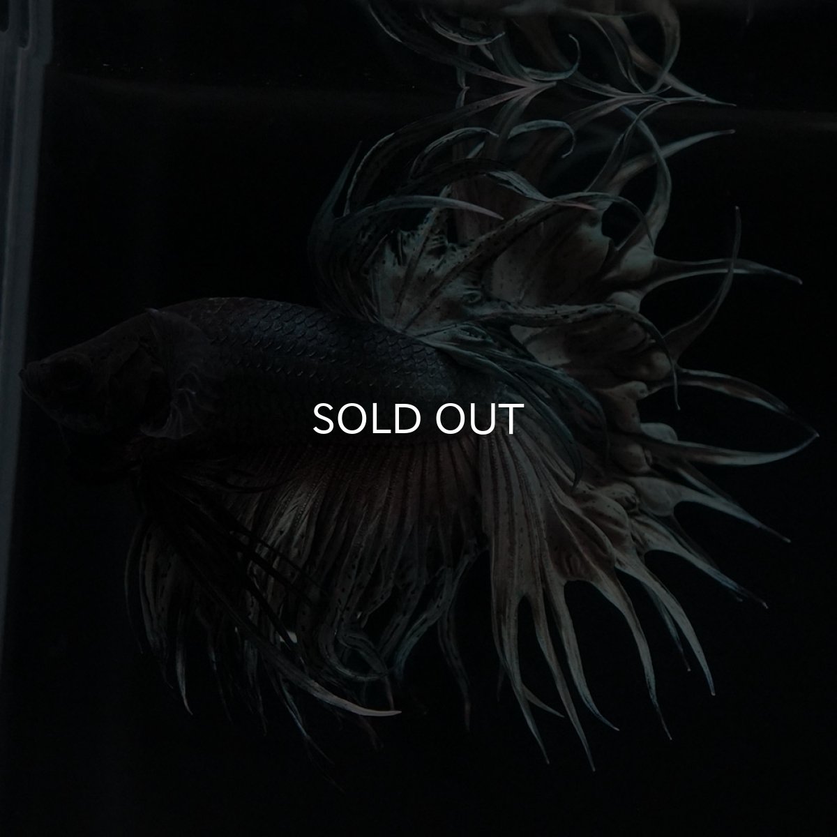 画像7: KCT カッパー (7)