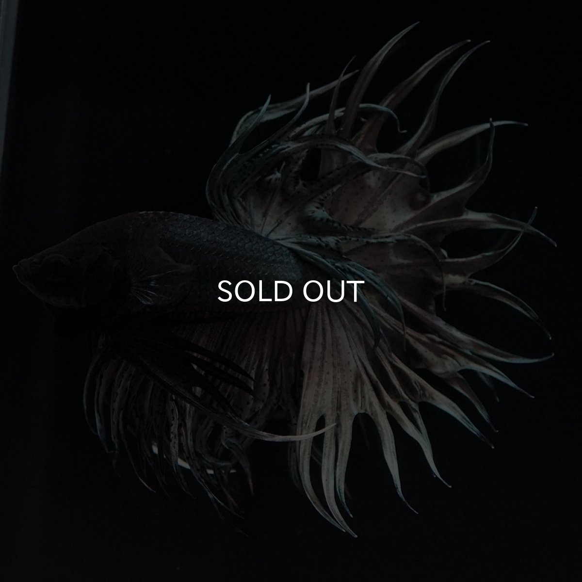 画像9: KCT カッパー (9)