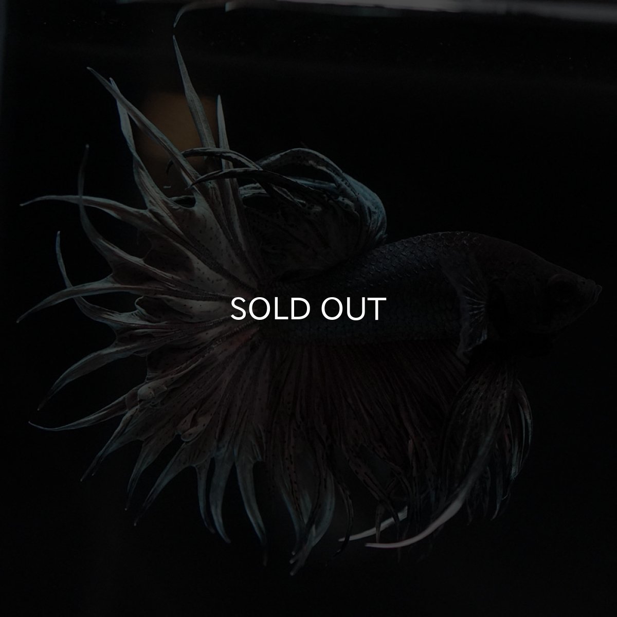 画像8: KCT カッパー (8)