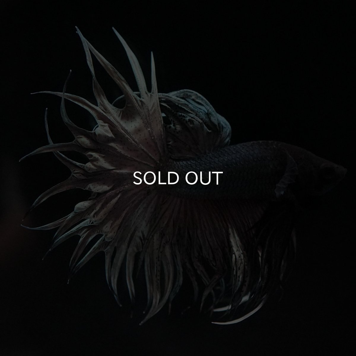 画像2: KCT カッパー (2)