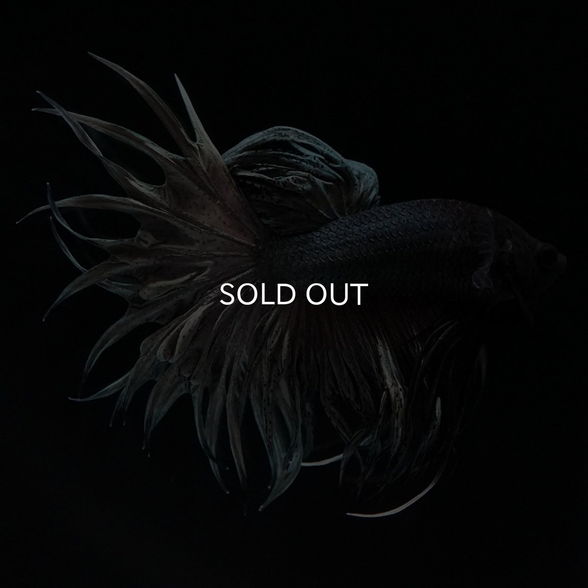 画像6: KCT カッパー (6)