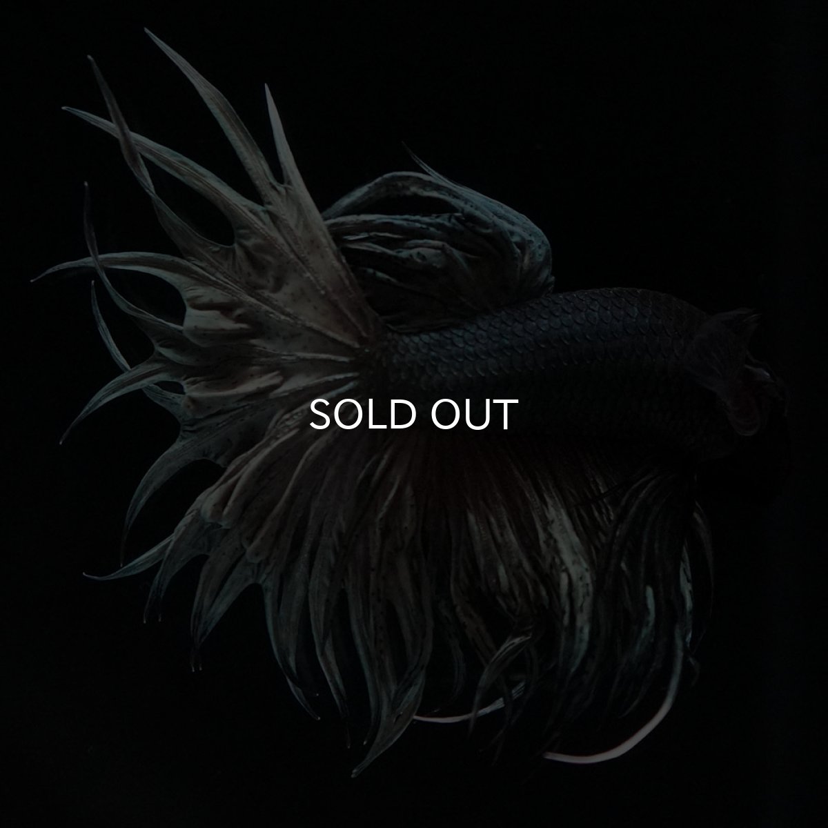 画像4: KCT カッパー (4)