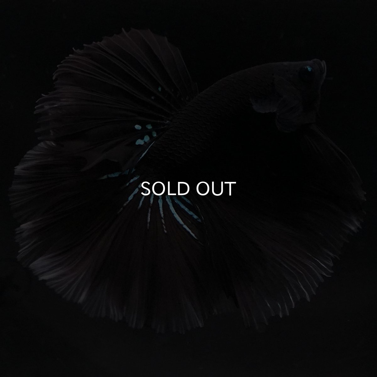 画像8: HM　ブルーブラック (8)