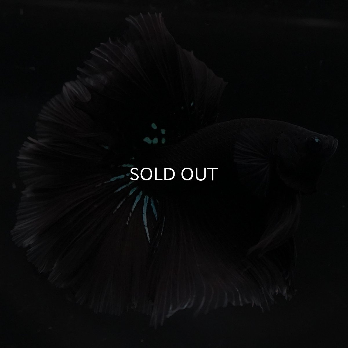 画像3: HM　ブルーブラック (3)