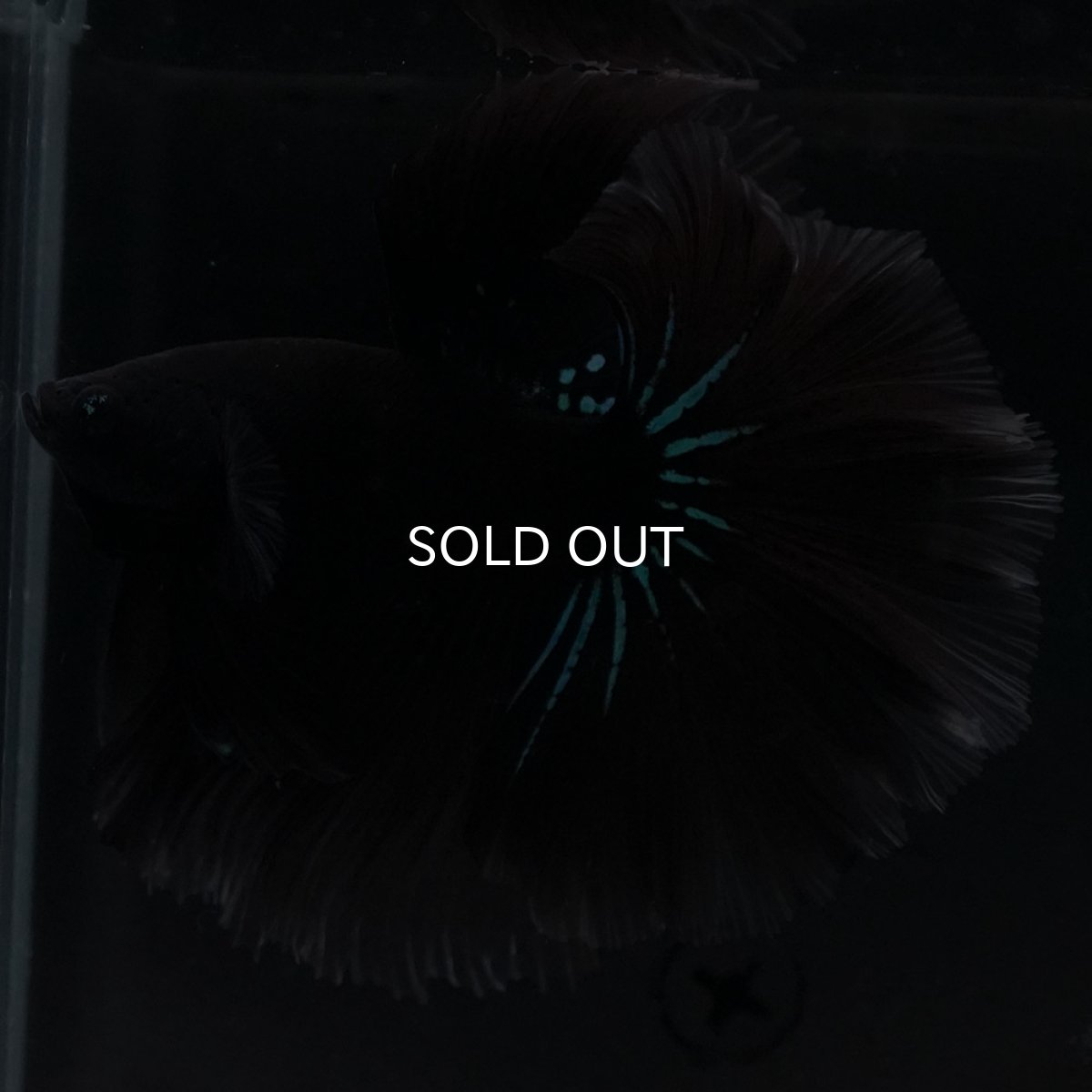 画像9: HM　ブルーブラック (9)