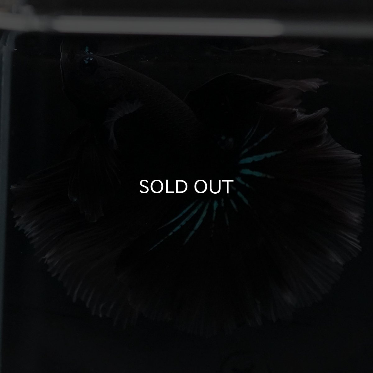 画像6: HM　ブルーブラック (6)