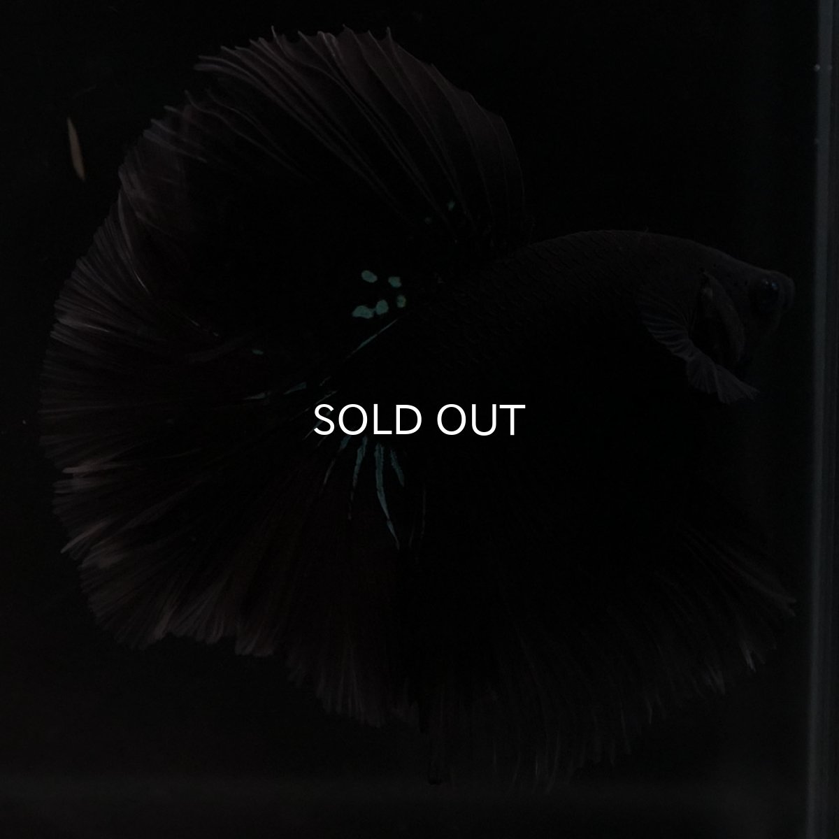 画像5: HM　ブルーブラック (5)