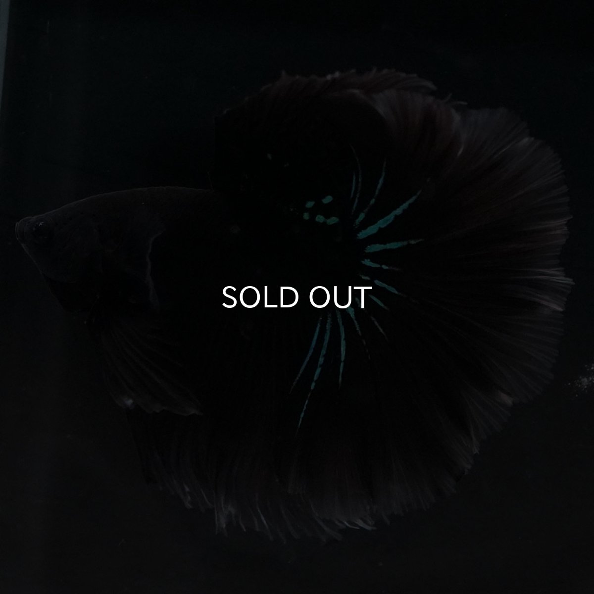 画像4: HM　ブルーブラック (4)