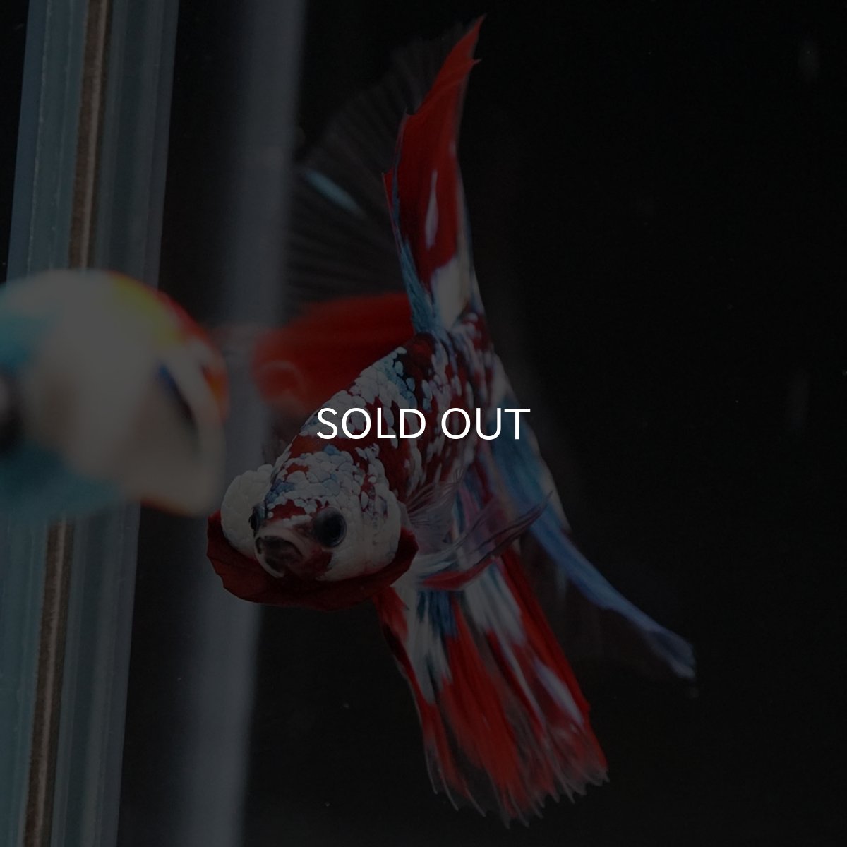 画像3: HM　鯉ギャラクシー　クリアフィン (3)