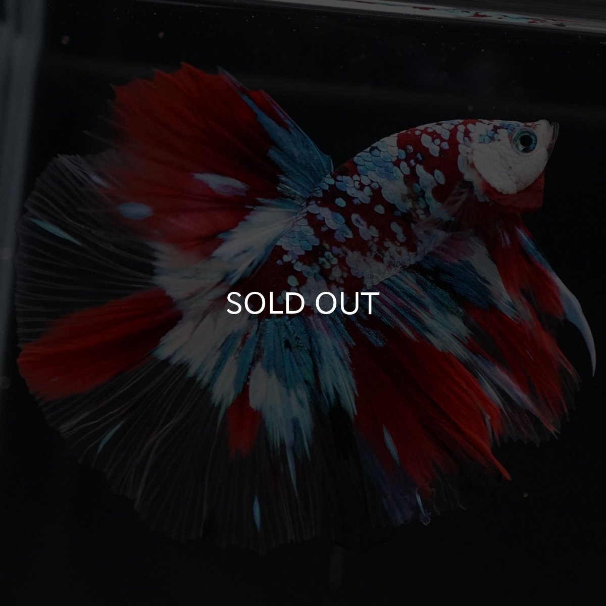 画像10: HM　鯉ギャラクシー　クリアフィン (10)