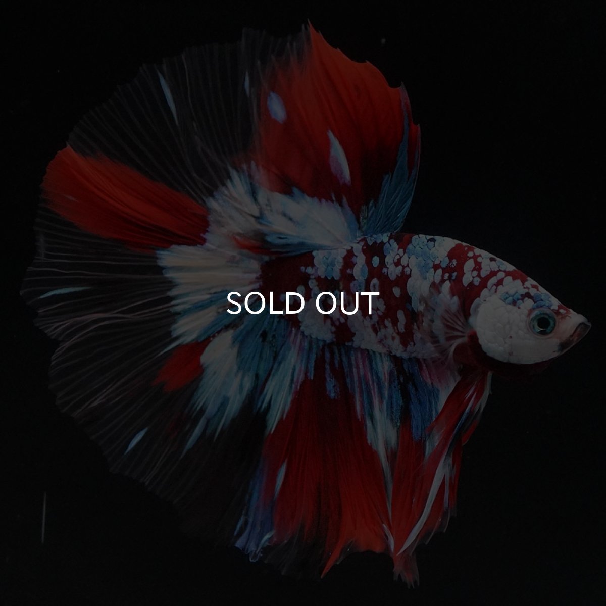 画像2: HM　鯉ギャラクシー　クリアフィン (2)