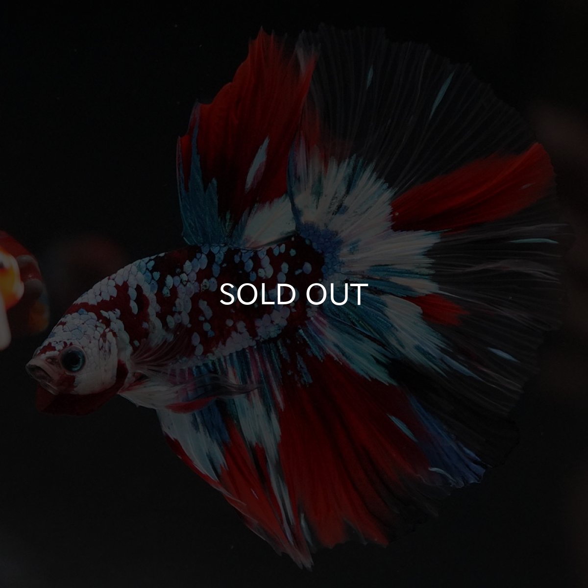 画像9: HM　鯉ギャラクシー　クリアフィン (9)