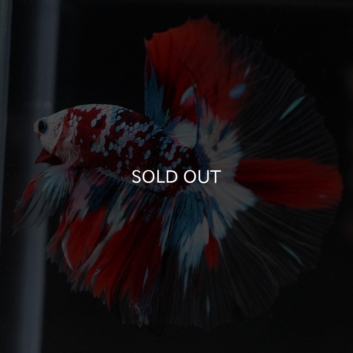 画像4: HM　鯉ギャラクシー　クリアフィン (4)