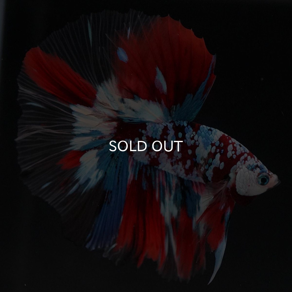 画像8: HM　鯉ギャラクシー　クリアフィン (8)