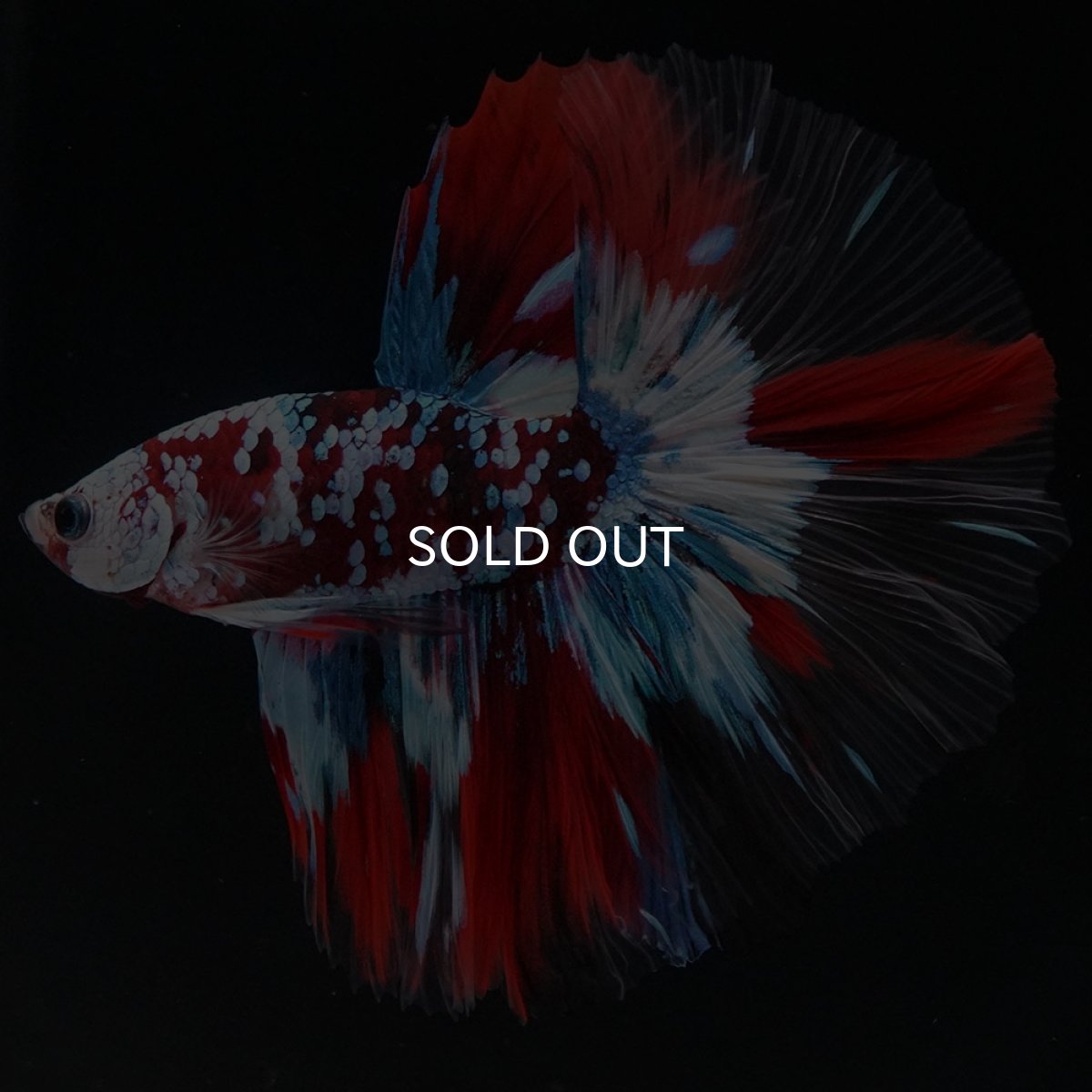 画像6: HM　鯉ギャラクシー　クリアフィン (6)