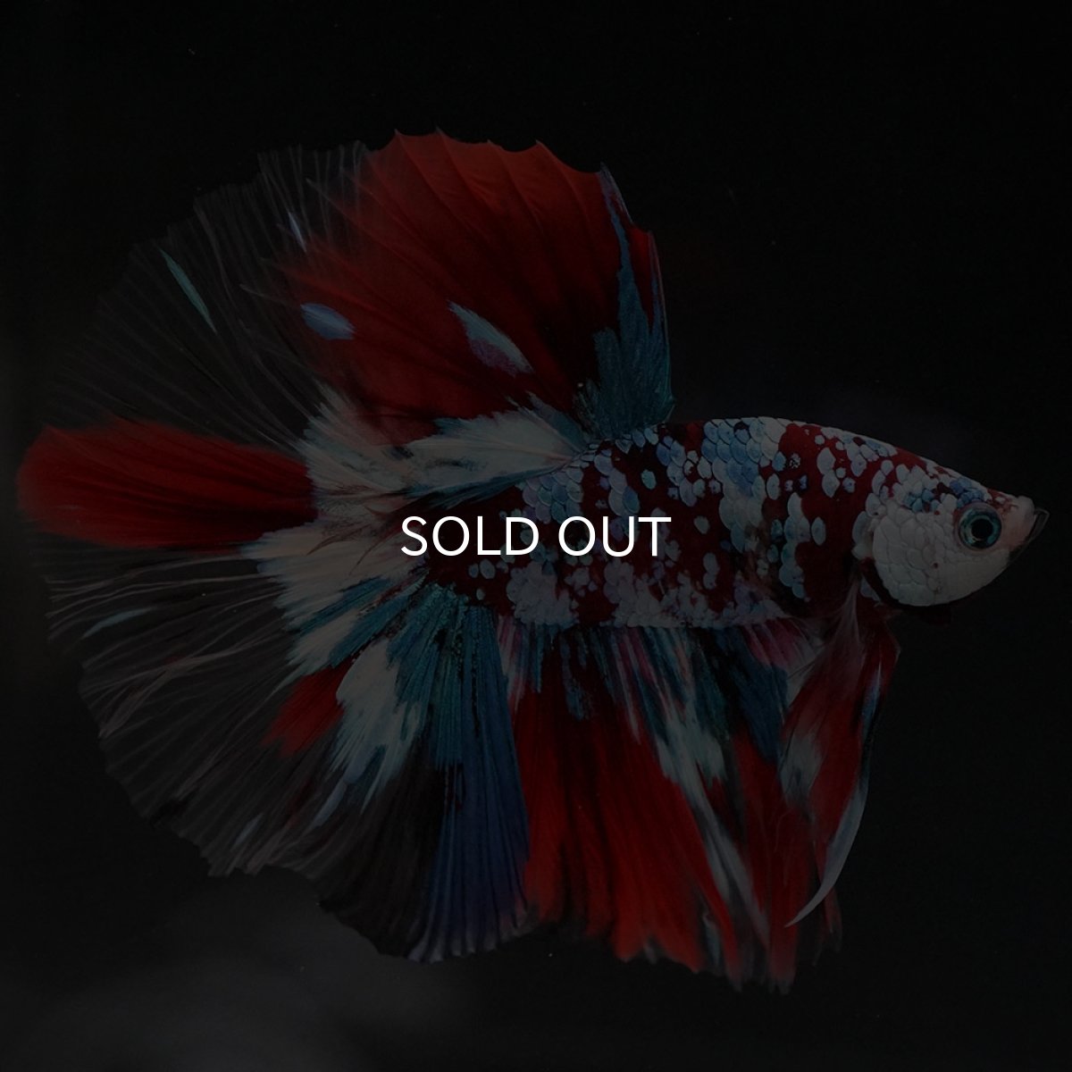 画像7: HM　鯉ギャラクシー　クリアフィン (7)