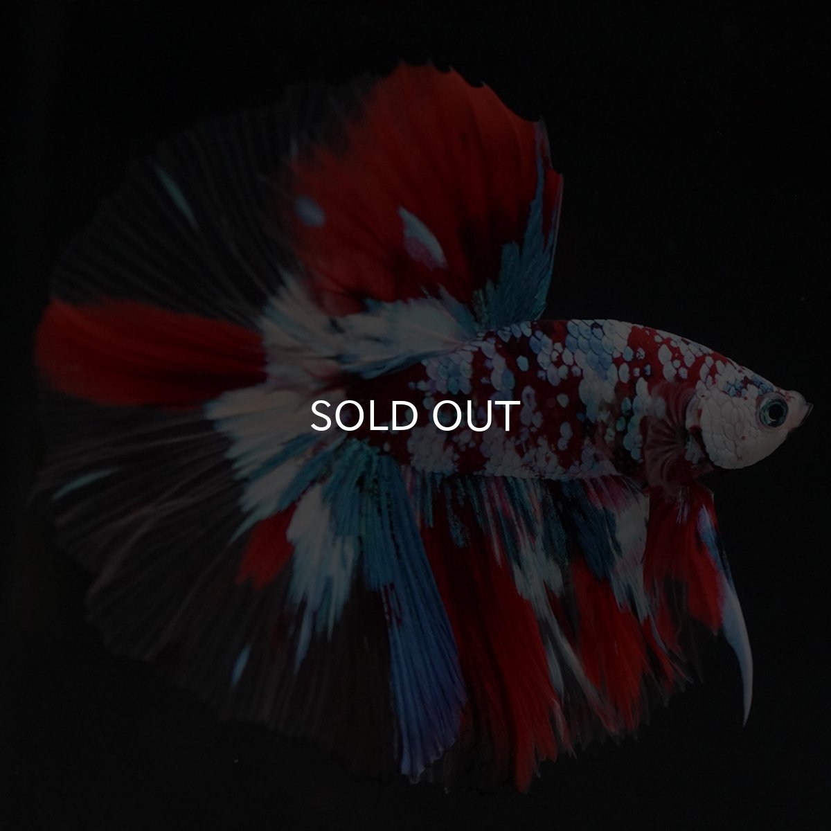 画像5: HM　鯉ギャラクシー　クリアフィン (5)