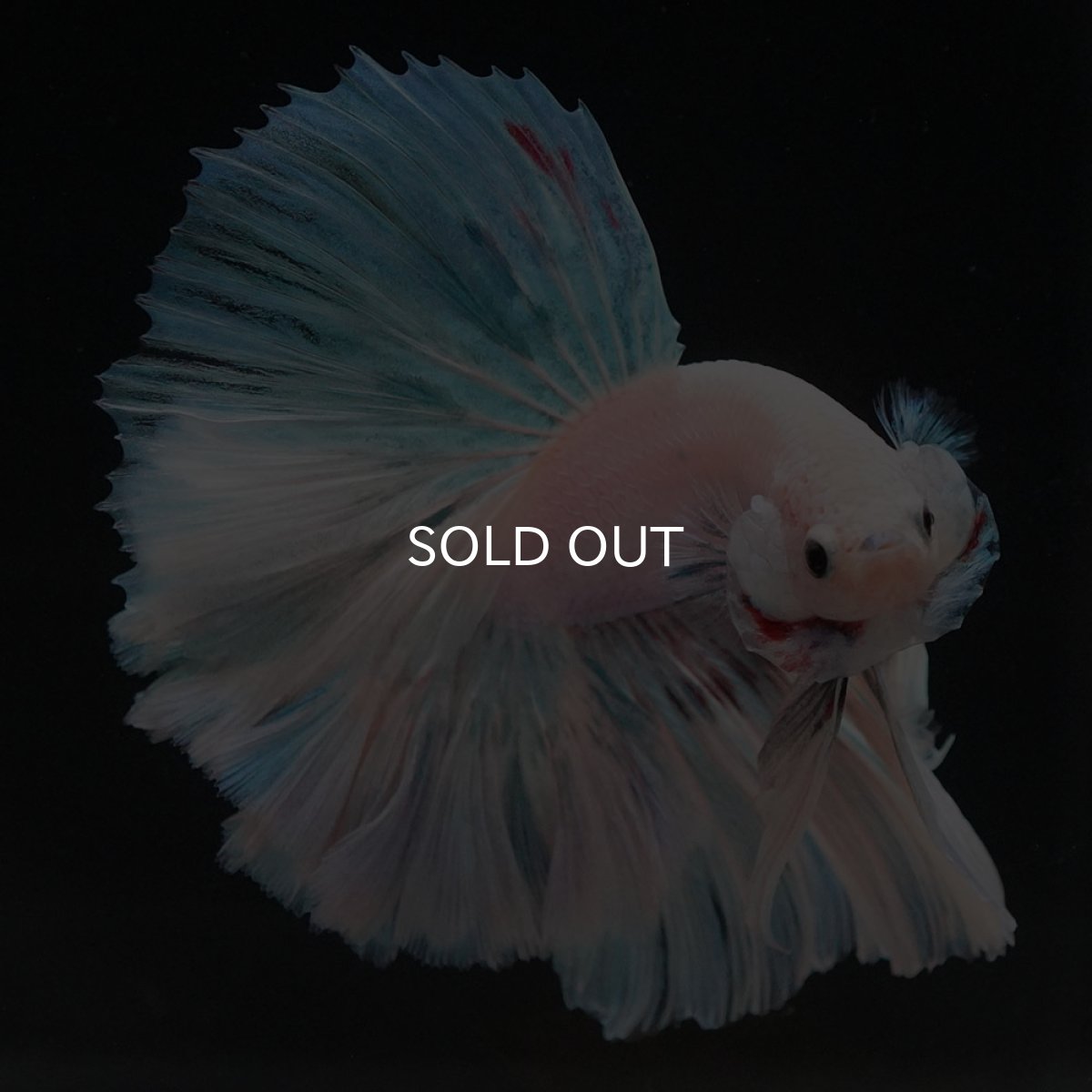 画像7: HM　ホワイトファンシー　ローズテール (7)