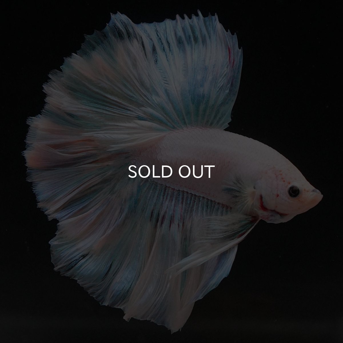 画像6: HM　ホワイトファンシー　ローズテール (6)