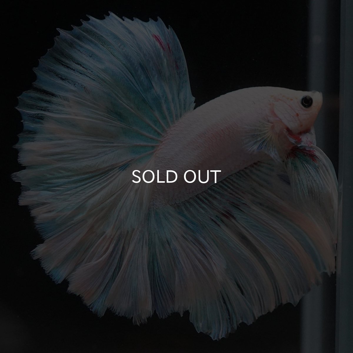 画像4: HM　ホワイトファンシー　ローズテール (4)