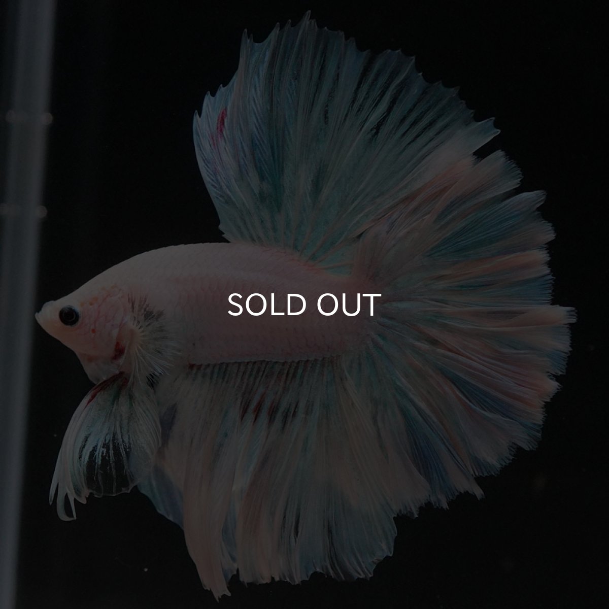 画像3: HM　ホワイトファンシー　ローズテール (3)