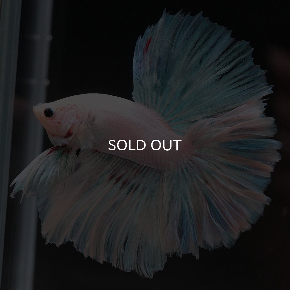 画像5: HM　ホワイトファンシー　ローズテール (5)