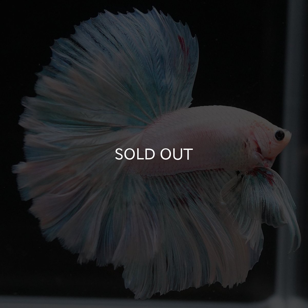 画像2: HM　ホワイトファンシー　ローズテール (2)