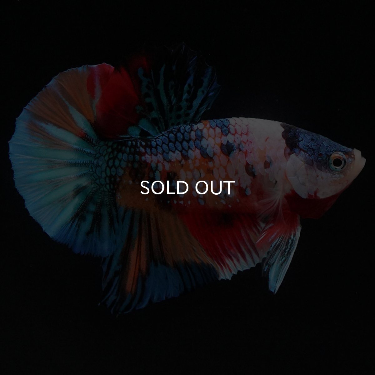 画像9: HMPK キャンディギャラクシー (9)