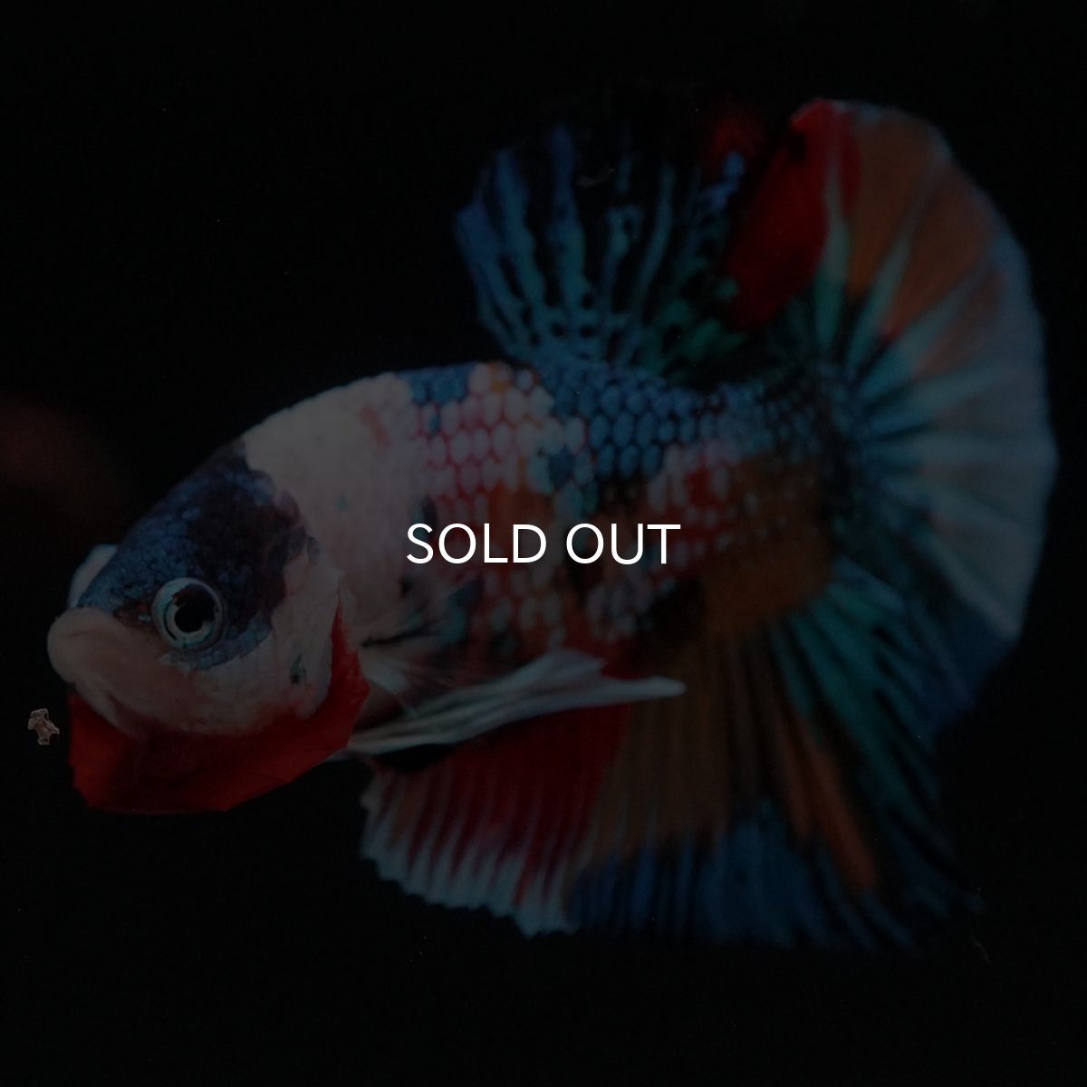 画像5: HMPK キャンディギャラクシー (5)